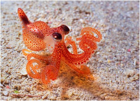 #aquatic #baby #denizen #ocean #octopus #sea Tiny Octopus, Fish Colorful, Small Creatures, Baby Octopus, Air Tawar, Cute Octopus, Water Animals, Awesome Animals, Underwater Creatures