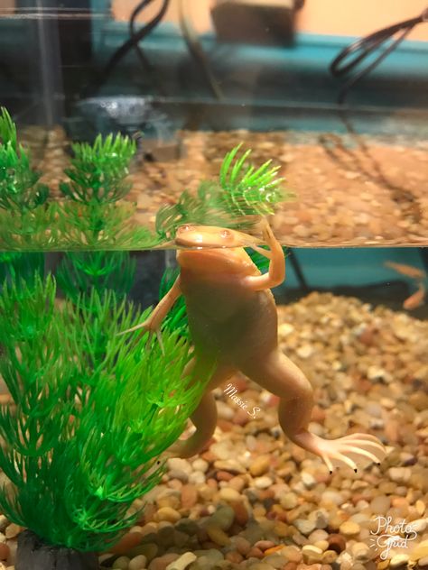 African Clawed Frog, Reptile Room, Animal Study, Frog And Toad, Cute Frogs, Toad, Reptiles, Fish, Animals