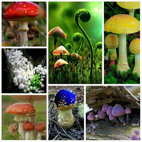 Bio Diversity, Cute Mushrooms, Mushroom Painting, Mushroom Paint, Mushroom Pictures, Picture Boards, Painting Inspo, Mushroom Art, Character Design Inspiration