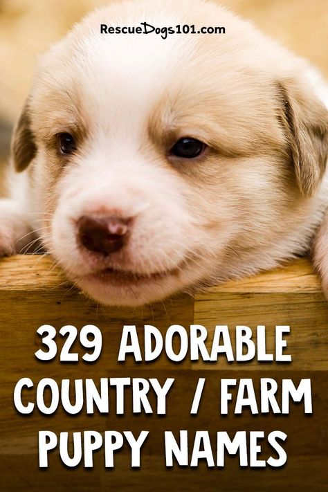 Farm Dog Names, Southern Dog Names, Puppy Names Unique, Country Dog Names, Girl Dog Names Unique, Puppies Names Female, Farm Names, Small Dog Names, Funny Dog Names