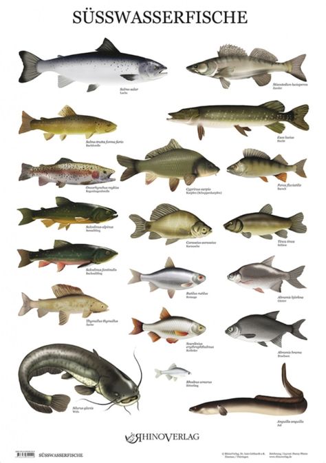 Fish Illustration, Science For Kids, Bushcraft, Posters Prints, Animals And Pets, Animals Wild, Poster Prints, Fish, Travel