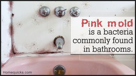 Pink mold that is actually a bacterial growth can be very harmful. This HomeQuicks article assesses the health risks and the measures to be undertaken so as to contain this problem. Pink Mold, Shower Mold, Skunk Smell, Mold In Bathroom, New Bathroom Ideas, Bathroom Drain, Healthy Teas, Garden Tub, Control Panels