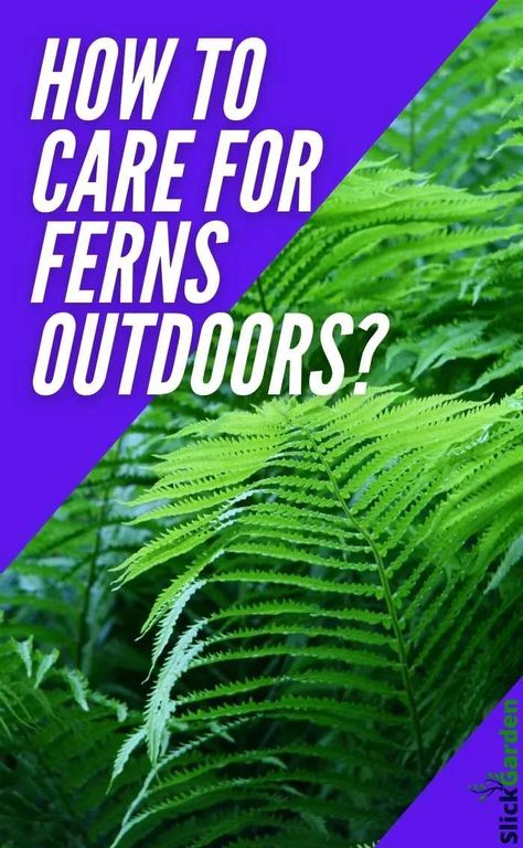 Amending Clay Soil, Ferns Care, Types Of Ferns, Ferns Garden, Starting A Vegetable Garden, Garden Compost, Shade Perennials, Starting A Garden, Fern Plant