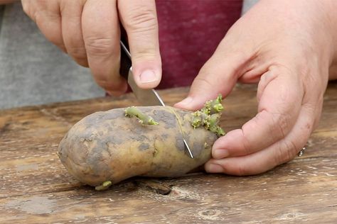 How to Plant Potatoes: Boiled, baked, fried or roasted home grown potatoes taste best! Here are two simple ways to plant potatoes and how to get the best harvest. Potatoes Garden, When To Plant Potatoes, How To Plant Potatoes, Garden Potatoes, Potato Planting, Harvesting Potatoes, Plant Potatoes, Potato Harvest, Potato Gardening