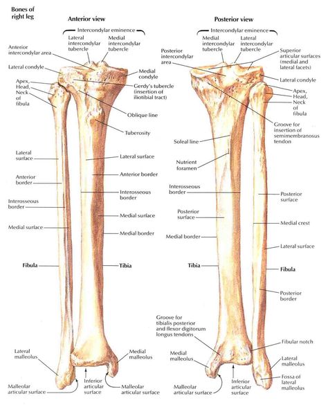 Anatomi Dan Fisiologi, Upper Limb Anatomy, Joints Anatomy, Shoulder Anatomy, Human Skeletal System, Human Skeleton Anatomy, Leg Anatomy, Anatomy Bones, Human Body Facts