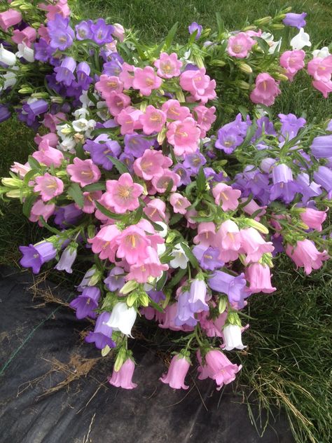 Pink Bell Flowers, Canterbury Bells Aesthetic, Canterbury Bells Bouquet, Bell Flowers Aesthetic, Canterbury Flowers, Canterberry Bells, Canterbury Bells Flower, Canterbury Bells, Home Backyard