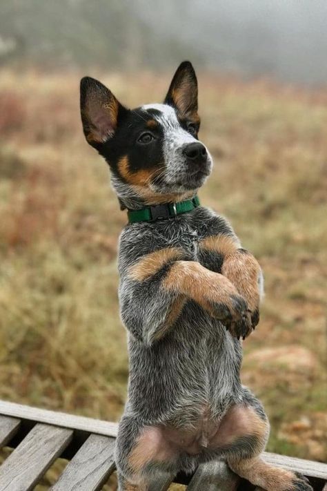 Blue Heeler Puppy, Cattle Dog Puppy, Aussie Cattle Dog, Heeler Puppy, Austrailian Cattle Dog, Blue Heeler Puppies, Heeler Puppies, Blue Heeler Dogs, Dog Blue Heeler