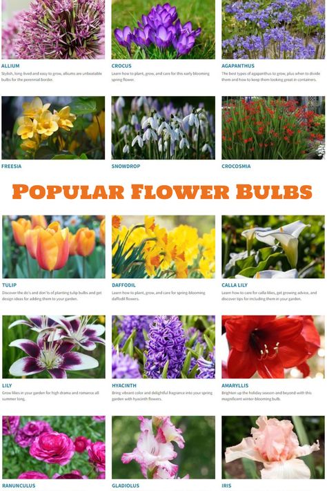 Learn which flower bulbs are right for your garden and how to care for them. Types Of Bulbs Flowers, Bulb Flowers Types Of, Bulbs Garden Design, Planting Tulip Bulbs, Summer Bulbs, Planting Tulips, Perennial Bulbs, Flower Identification, Perennial Border