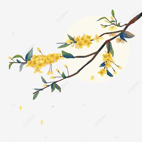 Osmanthus Fragrans, Flower Png Images, Transparent Watercolor, Fabric Painting On Clothes, Book Background, Watercolor Plants, Dark Blue Background, Flower Branch, Yellow Background