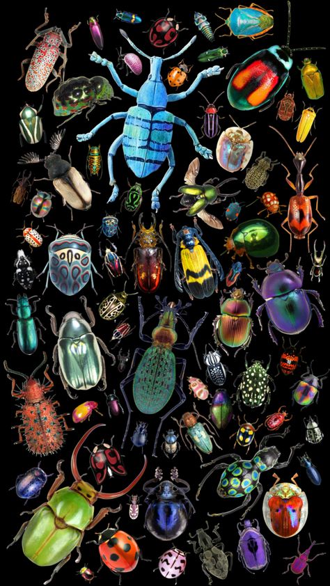 Beetles #insects #fyp Halloween Inspo, Cute Poster, Love Bugs, Beetles, Garden Spaces, Color Theory, Pretty Pictures, Your Aesthetic, Connect With People