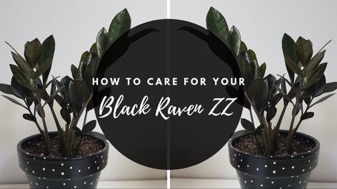 Raven Plant, Zz Raven, Raven Zz Plant, Zz Plant Care, Ground Orchids, Gardening For Dummies, Zamioculcas Zamiifolia, Snake Plant Care, Goth Garden