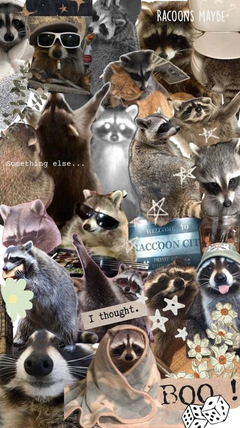 Funny Racoon, Raccoon Art, Funny Rats, Pet Raccoon, Relatable Funny, Image Chat, Cute Raccoon, Raccoon Funny, Trash Panda