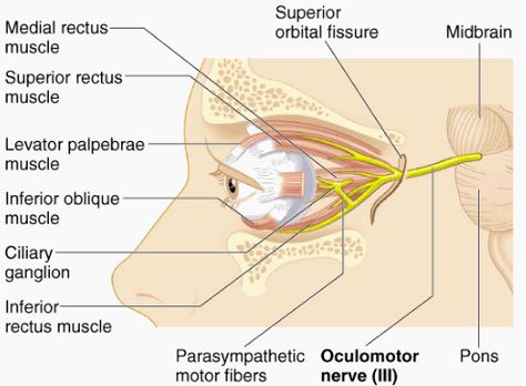 Cranial nerve #3: Oculomotor nerve! It is primarily a motor nerve. It produces eye movement, opening of eyelid, constriction of pupil, and focusing. Olfactory Nerve, Cranial Nerves Anatomy, Maxillary Nerve, Glossopharyngeal Nerve, Hypoglossal Nerve, Nerve Anatomy, Sensory Nerves, Medical Massage, Eye Anatomy