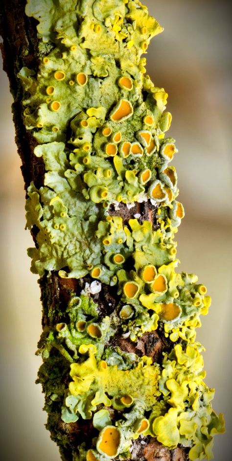 Skin Fungus, Lichen Moss, Mushroom Pictures, Growth And Decay, Plant Fungus, Slime Mould, Mushroom Fungi, Have Inspiration, Nail Fungus