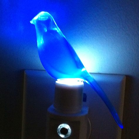 Blue canary in the outlet... Blue Canary, Lava Lamp, Word Art, House Inspiration, Novelty Lamp, Table Lamp, Blue, Gifts, Home Decor