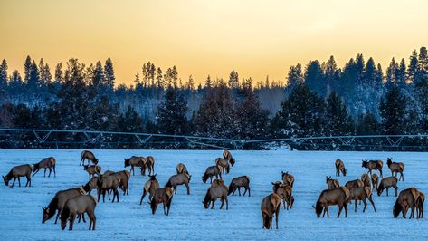 New ‘Elk Rent’ Program to Pay Ranchers Each Day Herds Are on Their Land Trumpeter Swan, Yellowstone Park, Wild Game, Paradise Valley, Take A Shot, Hunting Season, Deer Hunting, Yellowstone National, Yellowstone National Park