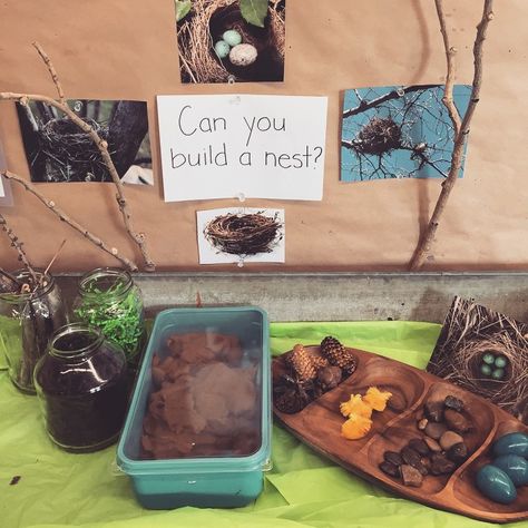 A nest building #learninginvitation with cinnamon playdough, natural materials, yarn, and little eggs and chicks to extend our bird inquiry. Cinnamon Playdough, Kindergarten Inquiry, Reggio Classroom, Nest Building, Tree Study, Spring Preschool, Creative Curriculum, Reggio Inspired, Invitation To Play