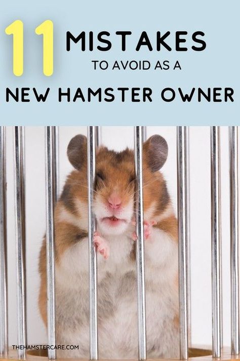 Best Hamster Cage Ideas, Hamster Bedding Diy, Hamster Home Ideas, Home Made Hamster Cage, Hamster Home Diy, Robo Hamster Cage Ideas, Syrian Hamster Cage Ideas, Hamster Knowledge, Hamster Habitat Ideas