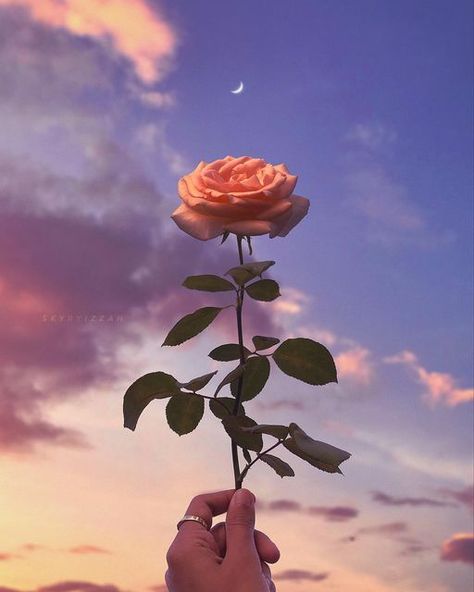 Rose Dp For Whatsapp, Rose Flower Aesthetic, August Aesthetic, Minimalist Wallpaper Phone, Aesthetic View, Rose Aesthetic, Whatsapp Wallpaper Cute, Dark Art Photography, Pretty Wallpapers Tumblr