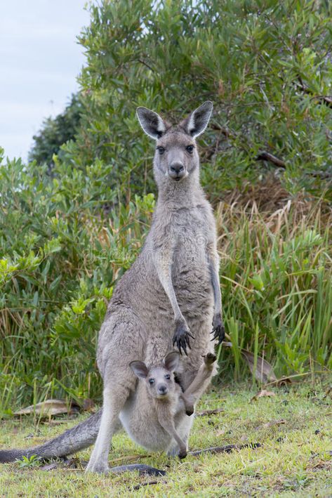 Eastern Grey Kangaroo, Grey Kangaroo, Australian Mammals, Baby Joey, Kangaroo Baby, Pot Painting, Animal Reference, Summer Camps, Kangaroo Pouch