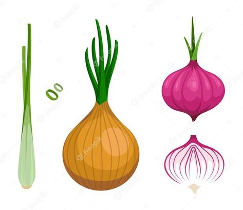 Shallot Drawing, Leek Vegetable, Homemade Garden Decorations, Vegetable Drawing, Vegetable Cartoon, Vegetable Illustration, Color Concept, Fast Food Menu, Food Cartoon