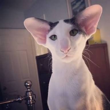 Oriental short hair. Adam Driver Cat, Dobby Cat, Unusual Beauty, Hiking Gif, Baby Spiderman, Rare Cats, Exotic Cats, Short Hair Cats, December 30