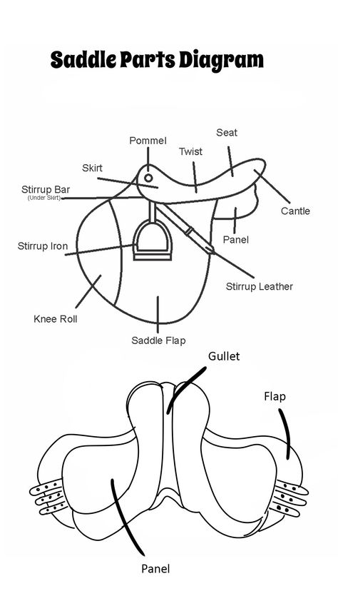 English Saddle Parts Diagram Dressage Movements, Horse Education, Horse Lessons, Horse Information, Horse Riding Quotes, Horse Facts, Horse Info, Horse Anatomy, Horse Camp