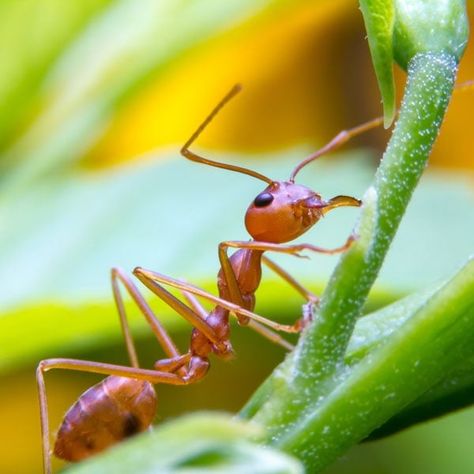 How to Get Rid of Fire Ants (Red Imported Fire Ant Control) Fire Ant Bites, Ant Bites, Ant Repellent, Fire Ant, Lawn Pests, Ant Control, Rid Of Ants, Ant Killer, Get Rid Of Ants