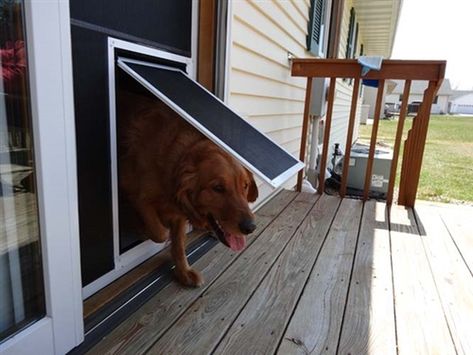 Dog Screen Door, Best Dog Door, Pet Screen Door, Back Porch Designs, Slide Screen, Dog Doors, Yard Makeover, Wooden Screen Door, Sliding Screen Doors