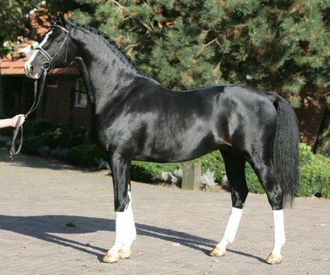 Warmblood Horses, Hanoverian, Black Horses, Riding Horse, Most Beautiful Animals, Dressage Horses, Dream Horse, Majestic Horse, Horse World