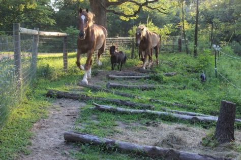 Rotational Grazing, Paddock Trail, Horse Farm Ideas, Horse Paddock, Equine Care, Paddock Paradise, Horse Shelter, Dream Stables, Dream Horse Barns