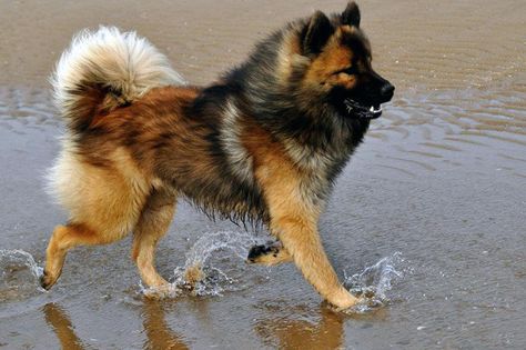 Find out more about the Eurasier Dog Breed - typical breed traits including weight, size, behaviour, longevity, care, etc. ▻ More Rare Dogs Breeds, Long Hair Dogs Breeds, Eurasian Dog, Eurasier Dog, Africanis Dog Breed, Black And Brown Dog Breed, Dog Characters, Dog Breeds 100 Years Ago, Draw Dogs