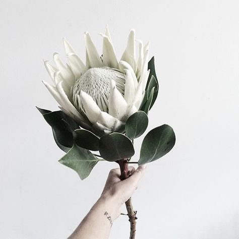 White king protea | Photo by Faith Lord Plantas Bonsai, Protea Flower, Cactus Y Suculentas, Arte Floral, Beautiful Blooms, Ikebana, Plant Life, White Flower, Love Flowers