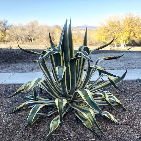 Best Full Sun Succulents for a Beautiful Outdoor Garden - Natalie Linda Full Sun Succulents, Succulent Garden Outdoor, Agave Americana, Succulent Gardening, Succulent Care, Succulent Garden, Succulent Arrangements, African Violets, Succulents Garden