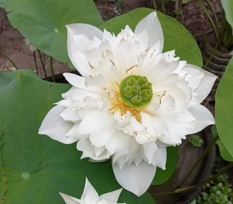 Snow White lotus White Lotus, Snow White, Lotus, White