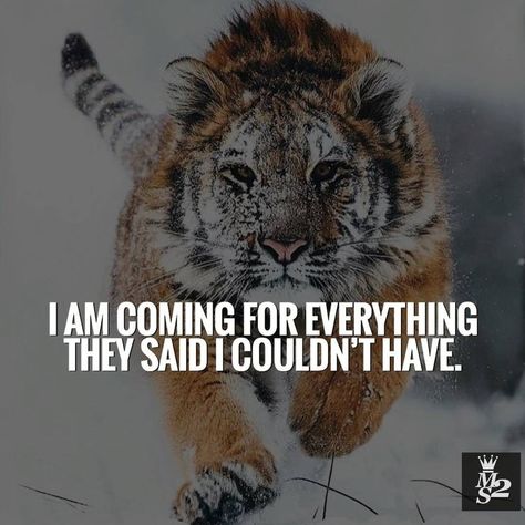 Thank you to every person who has ever told me "I can't",You're just another reason "I will". . . . #millionaire #ambition#motivation… Coming For Everything They Said, Tiger Quotes, Tiger Photography, Tiger Images, Lion Quotes, I Am Coming, Tiger Love, Luxury Boat, Lifestyle Influencer