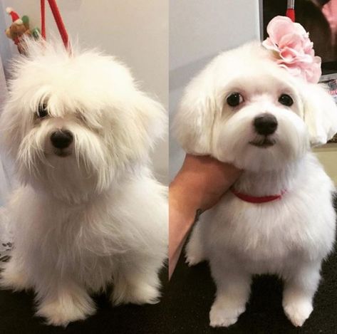 Maltipoo Grooming, Maltese Dogs Grooming, Maltese Puppy Cut, Maltese Haircuts, Maltese Dogs Haircuts, Maltese Grooming, Maltipoo Haircuts, Maltese Haircut, Puppy Haircut