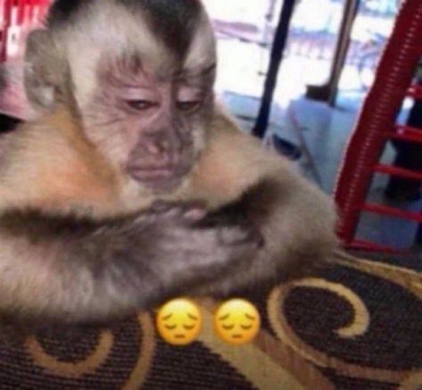 Monkey Memes, Monkey Pictures, Pet Monkey, A Monkey, Monkeys Funny, Cute Monkey, Baby Monkey, Little Monkeys