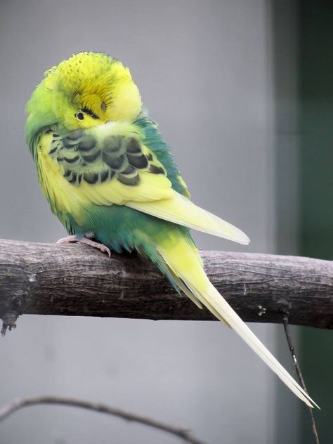 Sleeping budgie Budgie Photography, Budgies Parrot, Green Budgie, Budgie Bird, Animal Abstract, Color Numbers, Birds Photography, British Birds, Parakeets