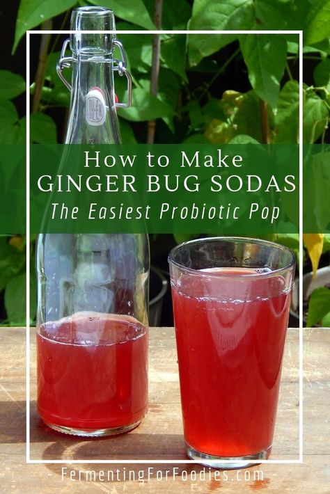 Ginger Bug Soda, Cranberry Ginger Ale, Ginger Soda, Ginger Bug, Soda Flavors, Homemade Soda, Probiotic Drinks, Fermentation Recipes, Soda Recipe