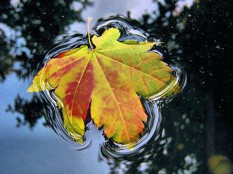 Water Reflection Photography, Water Drop On Leaf, Pumpkin Spice Lattes, Rain Painting, Surface Tension, Reflection Photography, Wall Drawing, Autumn Scenes, Water Reflections