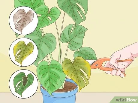 How to Trim a Monstera Deliciosa: 12 Steps (with Pictures) Monstra Plants, How To Trim A Monstera Plant, How To Trim Monstera Plant, How To Replant Monstera Plant, Caring For Monstera Plant, How To Revive A Monstera Plant, Trimming Monstera Plant, Splitting Monstera Deliciosa, Monstera Plant Care