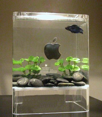 Apple Cube Aquarium Amazing Aquariums, Aquarium Heater, Fish Home, Home Aquarium, Aquarium Design, Apple Computer, Tanked Aquariums, Saltwater Aquarium, Aquarium Fish Tank