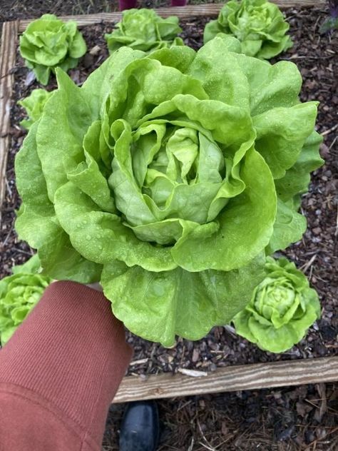 How to Harvest Lettuce So that It Keeps Growing Harvest Lettuce, How To Harvest Lettuce, Types Of Lettuce, Growing Lettuce, Head Of Lettuce, Iceberg Lettuce, Romaine Lettuce, Gardening Supplies, Do It Right