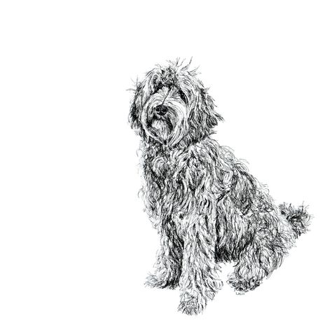 Labradoodle Watercolor, Labradoodle Drawing, Labradoodle Black, Dog Black And White, Black Labradoodle, Labradoodle Dog, Dog Portraits Painting, Labradoodle Dogs, Dog Black