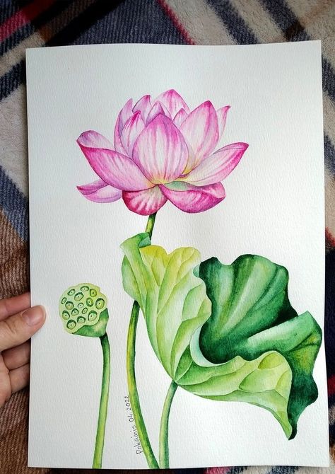 Lotus Flower Watercolor Painting, Lotus Watercolor Painting, Gannu Bappa, Lotus Paintings, Lotus Watercolor, Lotus Artwork, Lotus Drawing, Watercolor Botanicals, Orchid Drawing