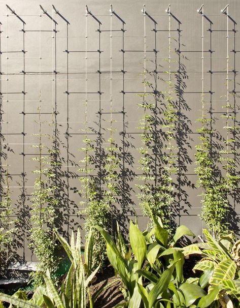 Gallery of Creating Vertical Gardens and Green Facades with Steel Cables - 3 Trellis Wall, Trellis System, Wire Trellis, Wall Trellis, Modern Trellis, Garden Wall Designs, Vertical Vegetable Garden, Green Facade, Vertical Garden Wall