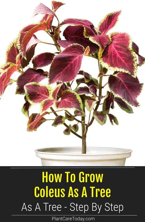 Grow the colorful coleus as a standard Coleus tree this season. We walk you through the steps to create your own Coleus topiary [LEARN MORE] Coleus Bonsai, Coleus Plants Care Indoor, Coleus Indoors Houseplant, Coleus Landscaping, Coleus Containers Color Combinations, Coleus Plants Care, Coleus Tree How To Grow, Propagating Coleus Plant, Coleus Propagating