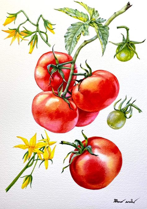 Tomato Drawing, Watercolor Tomatoes, Vegetables Illustration, Fruit Art Drawings, Vegetable Painting, Vegetable Illustration, Doraemon Cartoon, Watercolor Fruit, Watercolor Projects