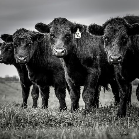 April 15, 2015 - #51 - Black Angus Beef Cattle   2015©Barbara O’Brien Photography Cattle Wallpaper, Brangus Cattle, Cattle Photography, Black Cows, Ranch Photography, Cow Photography, Don Pedro, Cow Photos, Western Photo